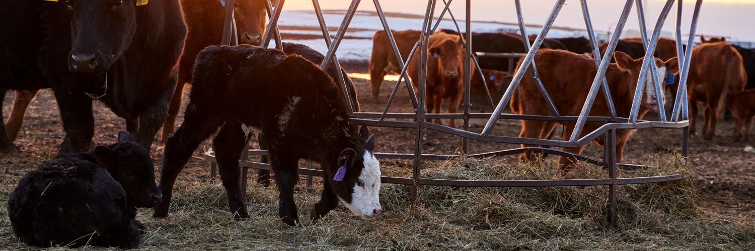 calf eating grass