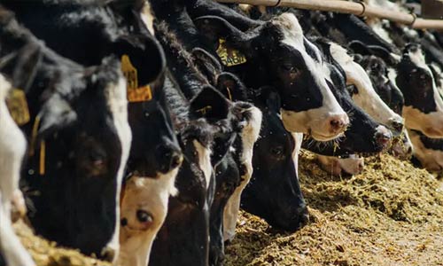 dairy cows eating feed