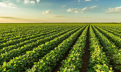 row crops