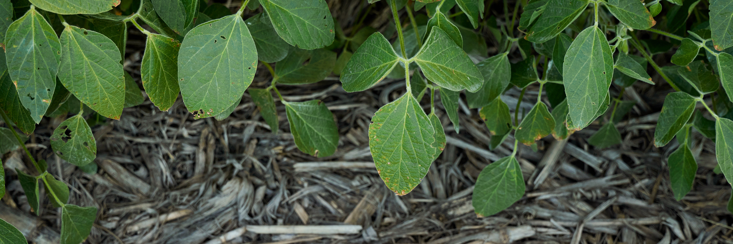 close up of leaves